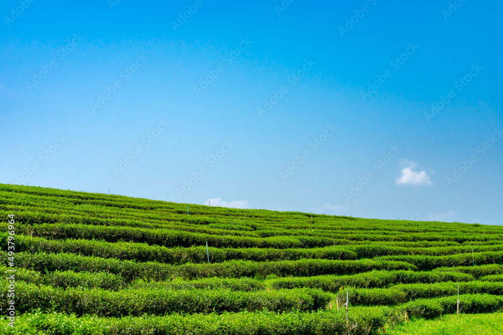 Green tea plantation or green tea field with blue sky