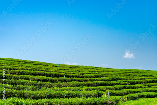 Green tea plantation or green tea field with blue sky