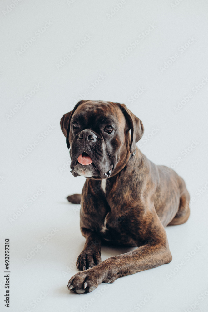 boxer dog breed gracefully lies on a white background