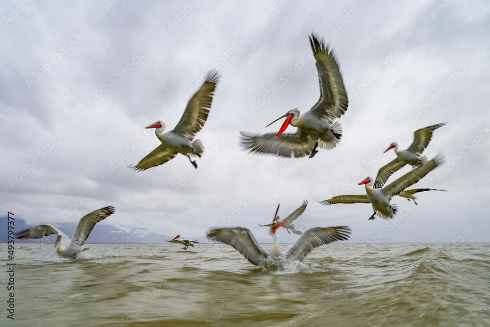 Obraz premium Pelicans