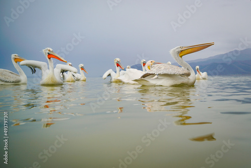 Pelicans