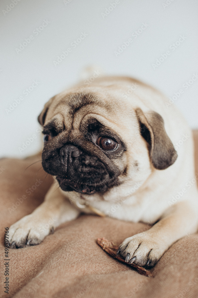 funny cute pug on white background funny cute pug on white background