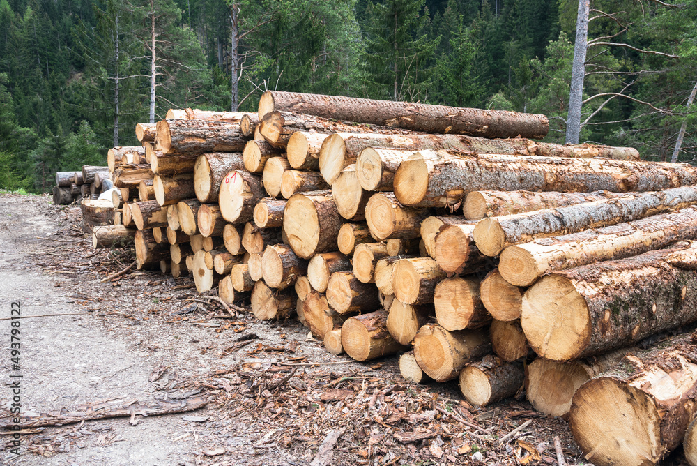 Stack of sawn logs along a forest road in the mountains. Timber industry.