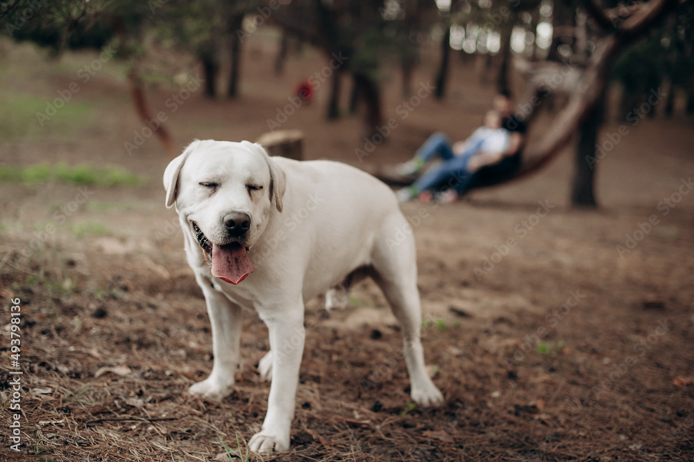 playful white labrador walking in the park playful white labrador walking in the park