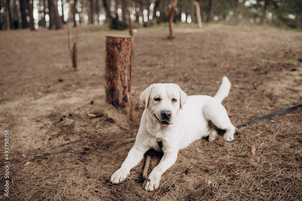 playful white labrador walking in the park playful white labrador walking in the park
