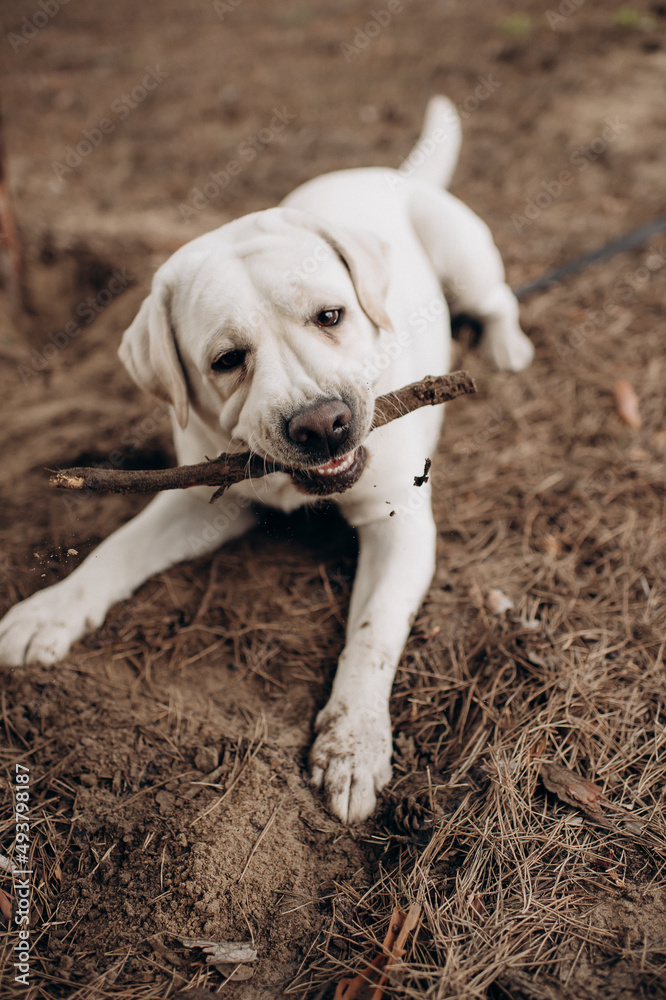 playful white labrador walking in the park playful white labrador walking in the park