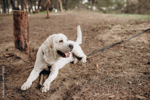 playful white labrador walking in the park