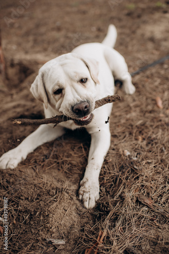 playful white labrador walking in the park