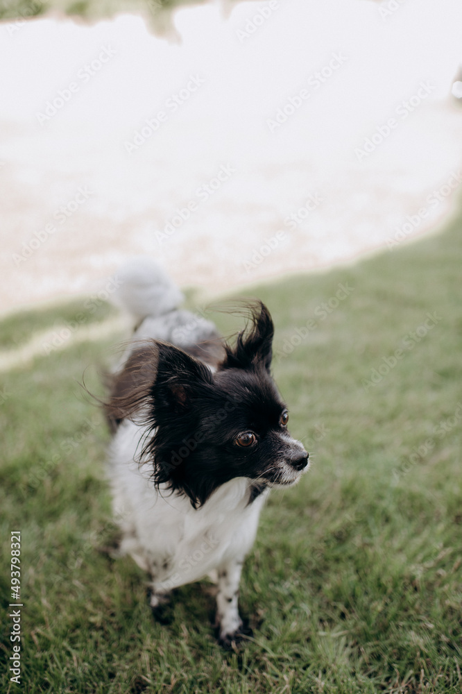 Obraz premium small pet, funny dog