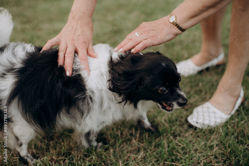 small pet, funny dog small pet, funny dog
