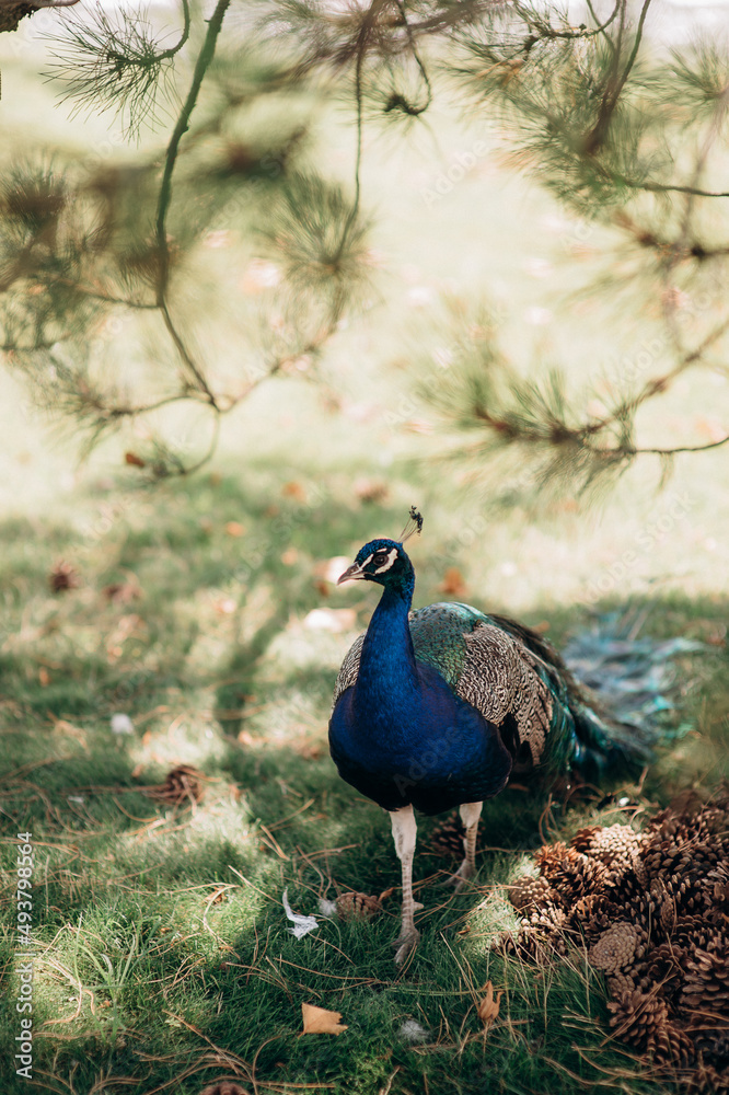 male peacock walking in the park male peacock walking in the park