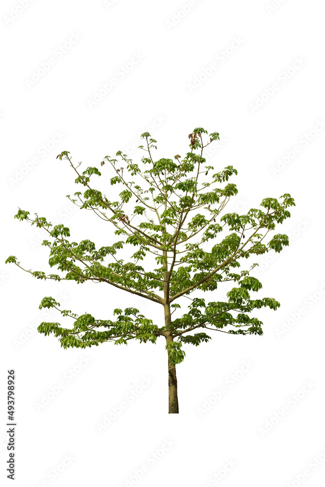 tree side view isolated on white background  for landscape and architecture layout drawing, elements for environment and garden