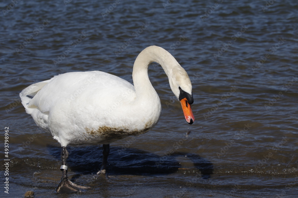 Fototapeta premium swan walks, runs on the sand beach