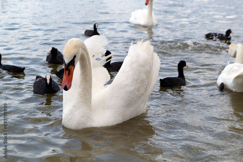 Fototapeta premium Swan lake. Wild white swan on the pond. Selecrive focus