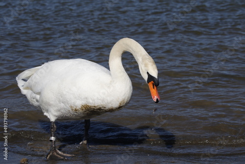 swan walks, runs on the sand beach