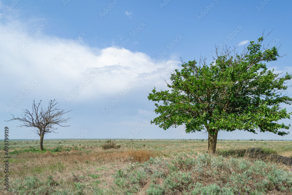 Alive and dead. Landscape with trees. Defocused background. Alive and dead. Landscape with trees. Defocused background.