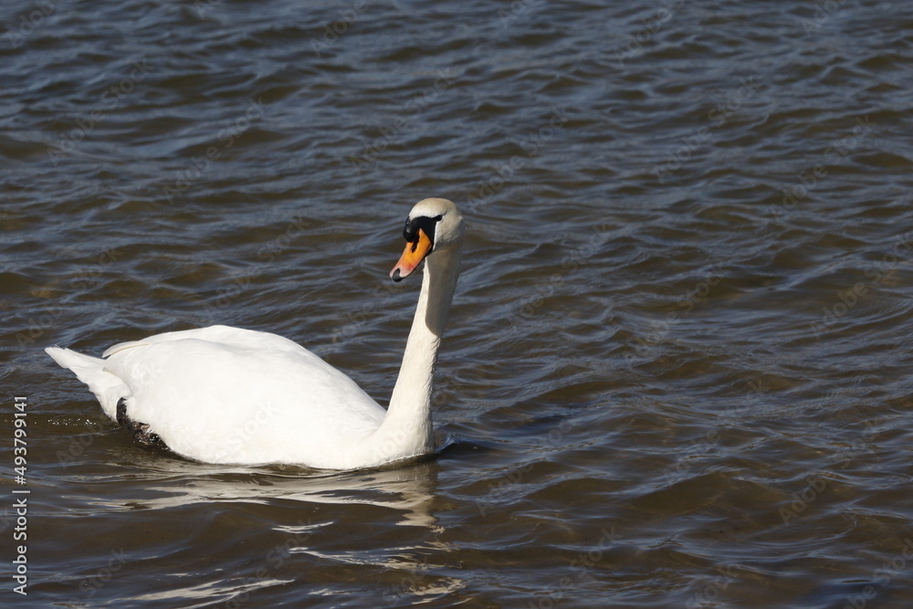 swan on water, rhine (rhein) river, lake in germany. unedited photo swan on water, rhine (rhein) river, lake in germany. unedited photo