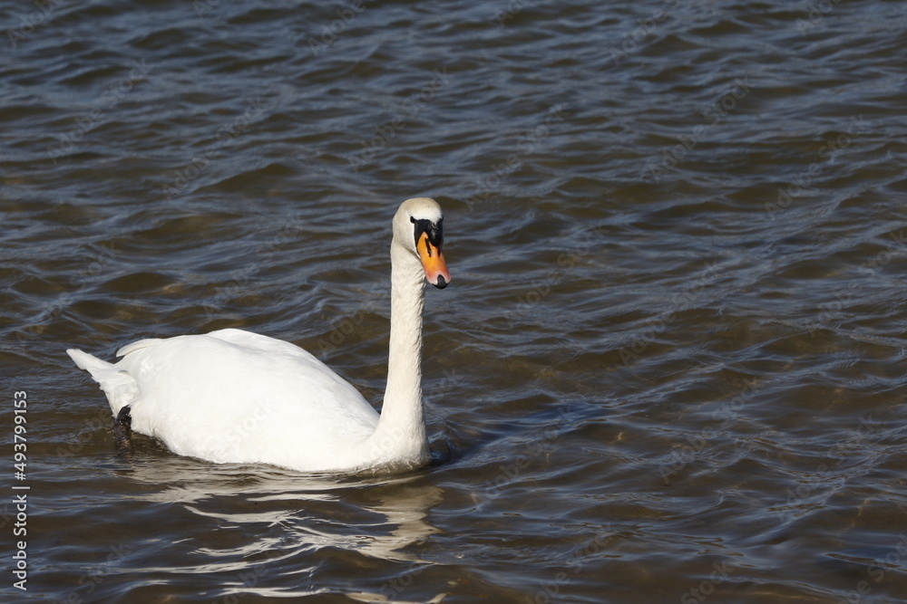 Fototapeta premium swan on water, rhine (rhein) river, lake in germany. unedited photo