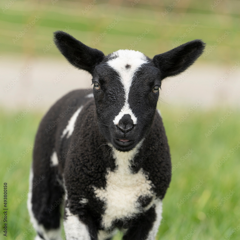 Cute little lambs and sheep in black and white on fresh spring green meadow in the sun Cute little lambs and sheep in black and white on fresh spring green meadow in the sun