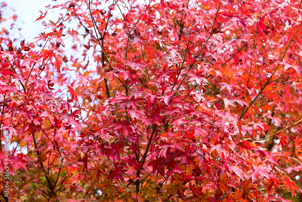 Autumn leaves on the sunshine. pattern Full background. Autumn leaves on the sunshine. pattern Full background.