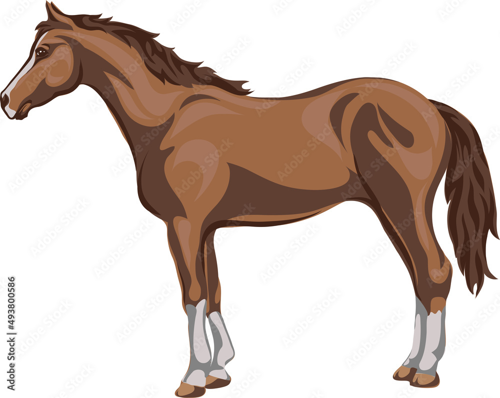Horse, image of a standing horse, portrait of a horse for a logo in brown tones Horse, image of a standing horse, portrait of a horse for a logo in brown tones