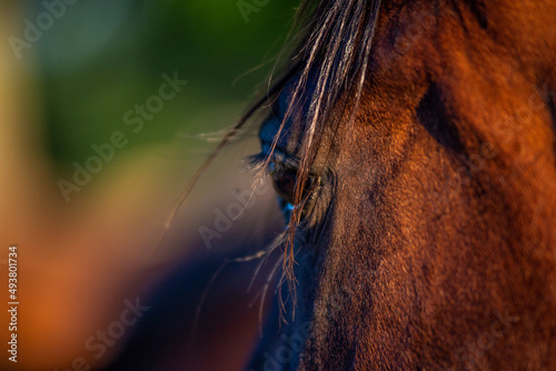 close up of horse head