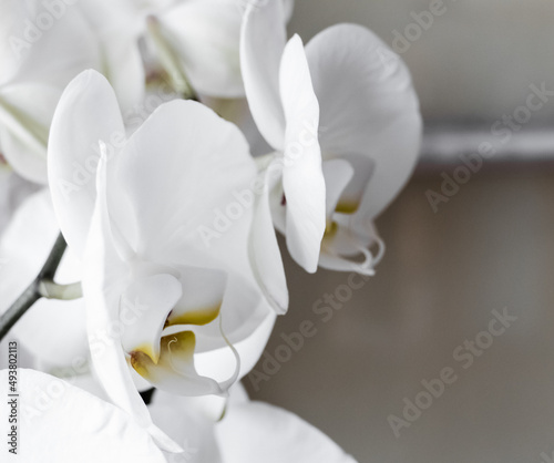 weiße Orchidee