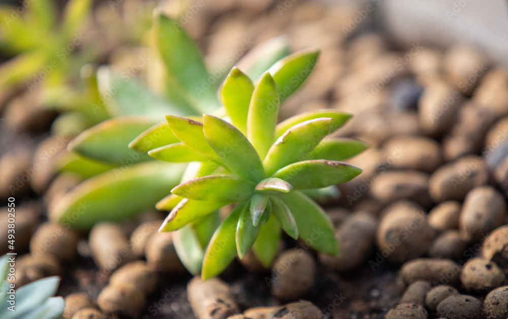 Green cactus plants close-up in the ground. Green cactus plants close-up in the ground.