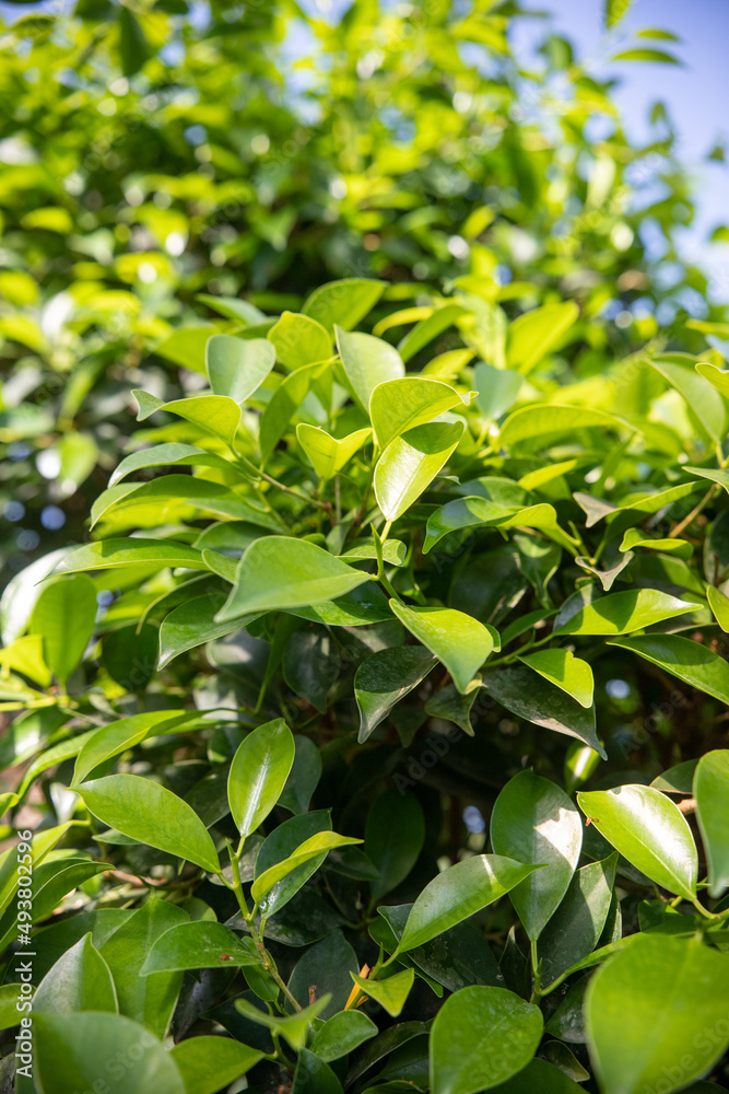 Juicy green tropical leaves in nature. Juicy green tropical leaves in nature.