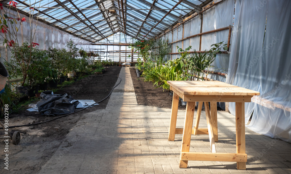 Green seedlings in a greenhouse. Green seedlings in a greenhouse.