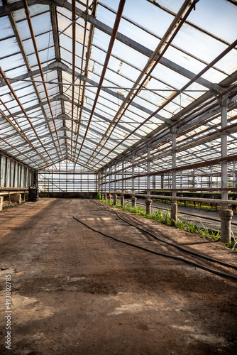 Green seedlings in a greenhouse.