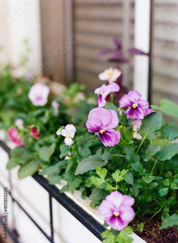 Windowbox Flowers photo