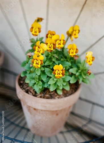 Violas in a Pot