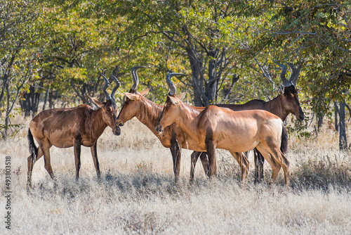Small herd of red hartebeest, Alcelaphus buselaphus caama feeding in Etosha national park, Namibia
 photo