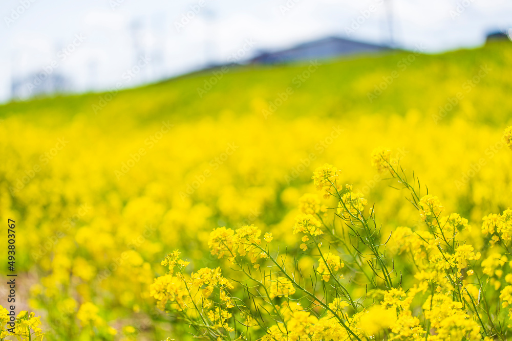 Obraz premium 土手に咲く満開の菜の花畑