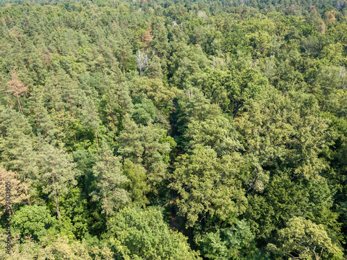 Deciduous forest in summer. Aerial drone view.