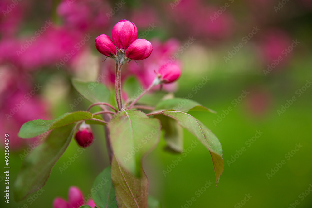 Apple tree pink flower, blooming, spring Apple tree pink flower, blooming, spring