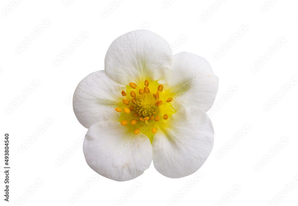strawberry flower isolated strawberry flower isolated