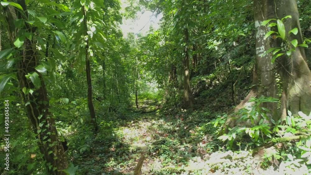 Slow low level drone shot flying through tropical Jungle. Slow low level drone shot flying through tropical Jungle.