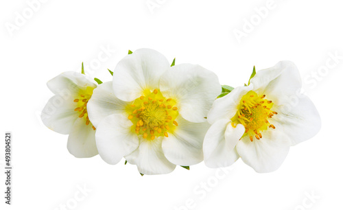 strawberry flower isolated