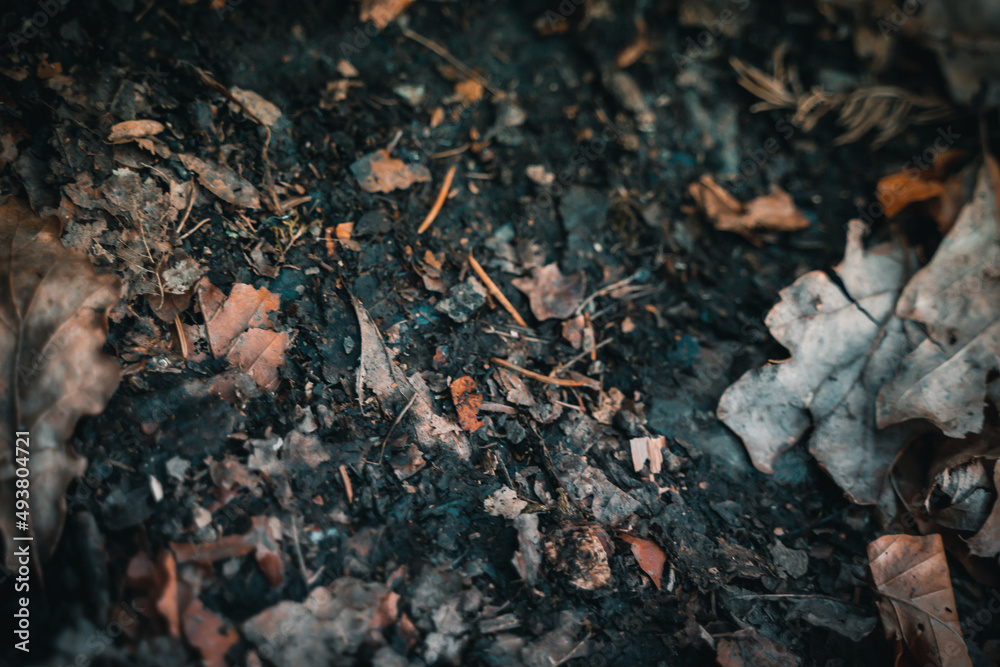 Bushcraft im Wald. Outdoor Kochen im Wald Bushcraft im Wald. Outdoor Kochen im Wald