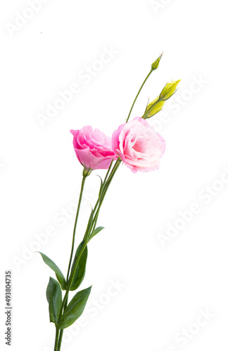 eustoma flower isolated