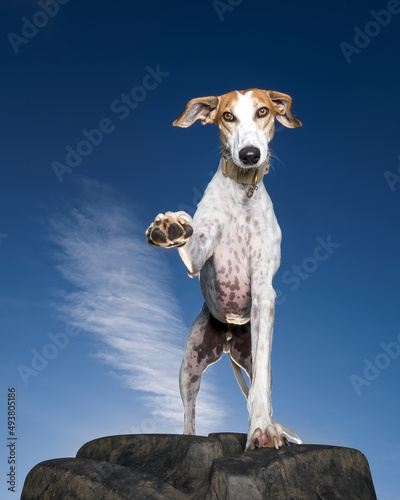 Lurcher dog giving a high five