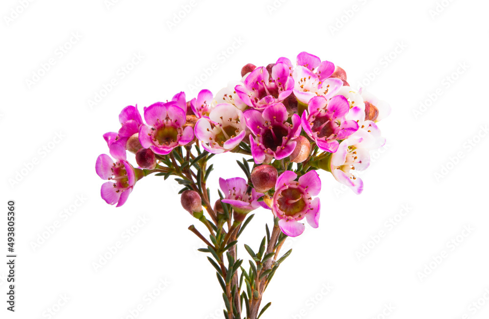 wax rose myrtle flowers isolated wax rose myrtle flowers isolated