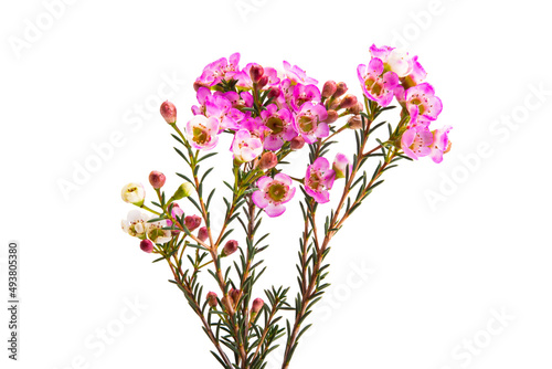 wax rose myrtle flowers isolated