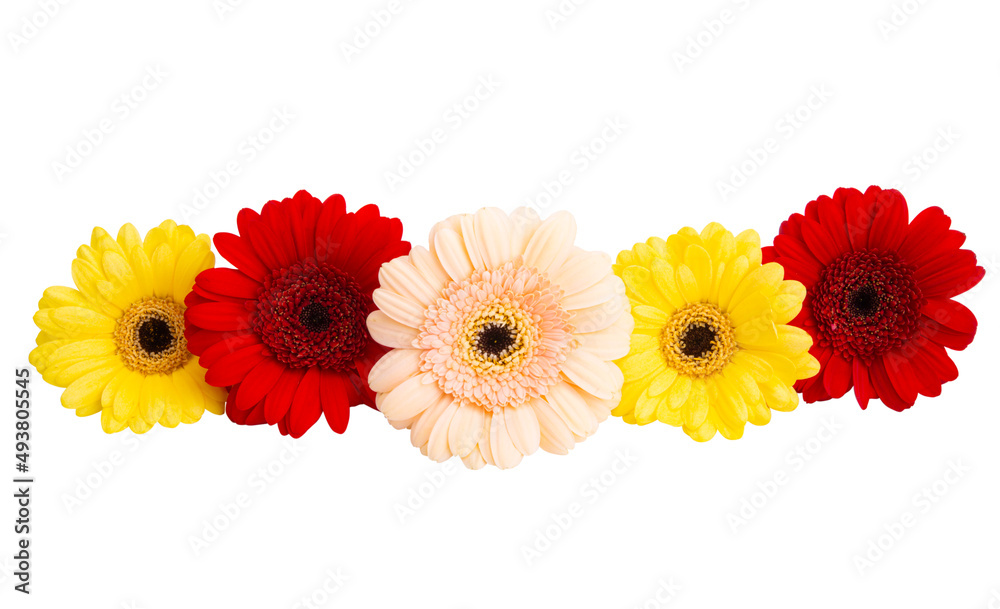gerbera flowers isolated