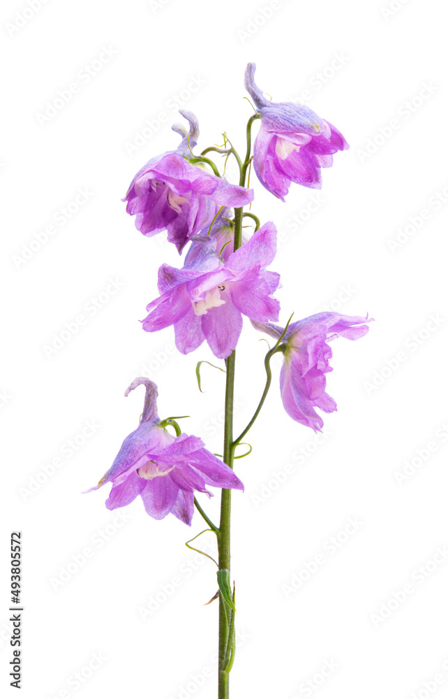 delphinium flower isolated delphinium flower isolated