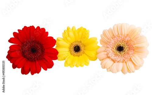 gerbera flowers isolated