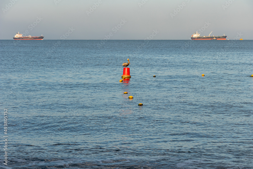 Pelican resting on red buoy in calm sea
