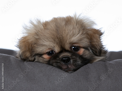 Φωτογραφία Tibetan spaniel puppy dog portrait isolated on white
